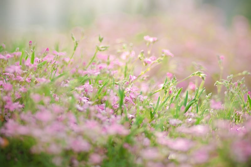Unicorn Flower Beds